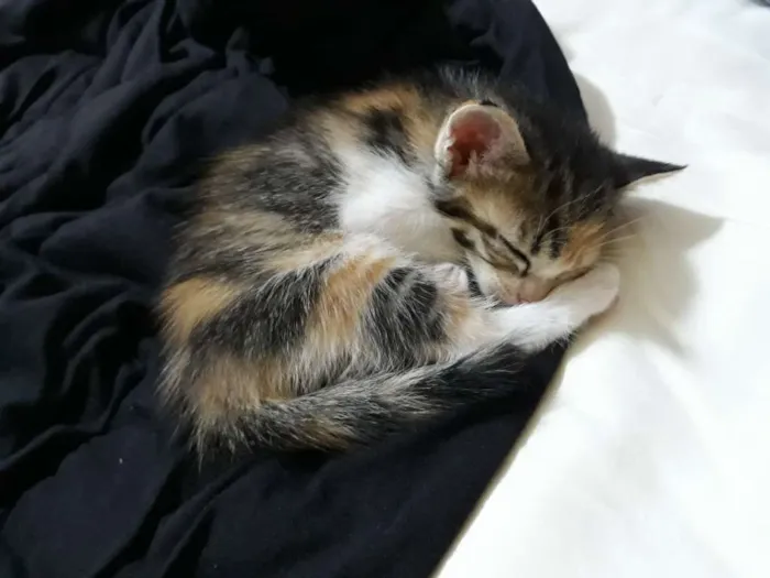 Gato ra a Tricolor idade Abaixo de 2 meses nome Gatinha
