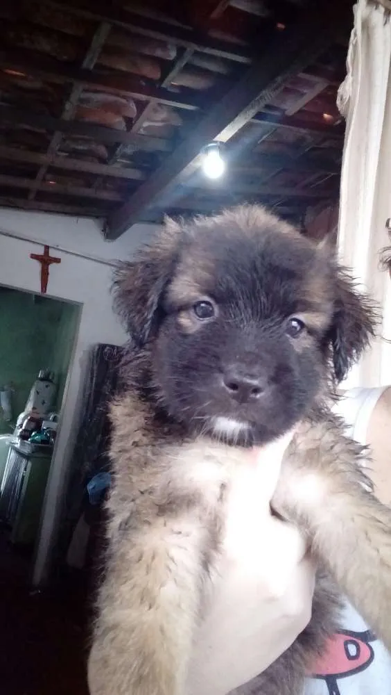 Cachorro raça Srd idade Abaixo de 2 meses nome Sem nome