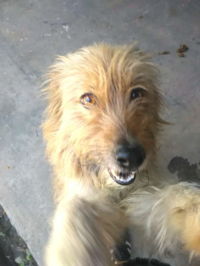 Cachorro ra a  idade 1 ano nome Beto