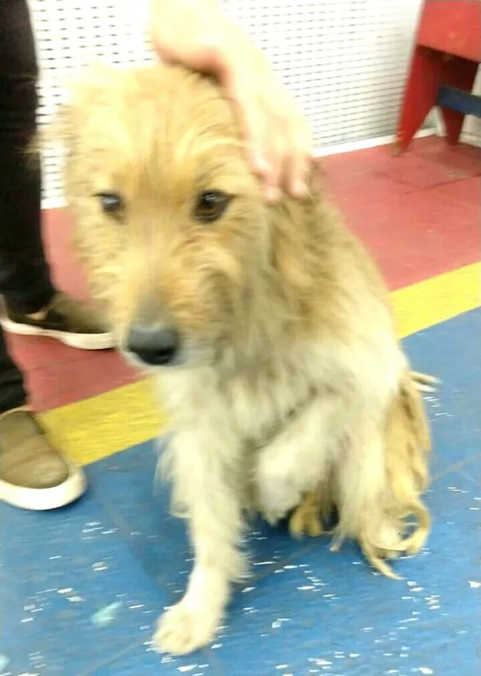 Cachorro ra a  idade 1 ano nome Beto