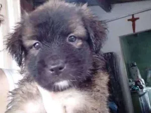 Cachorro raça Srd idade Abaixo de 2 meses nome Sem nome