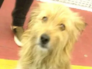 Cachorro raça  idade 1 ano nome Beto