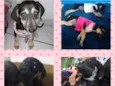 Pituka e Lulu