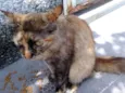 Escaminha peluda