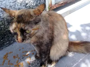 Gato raça  idade 2 anos nome Escaminha peluda