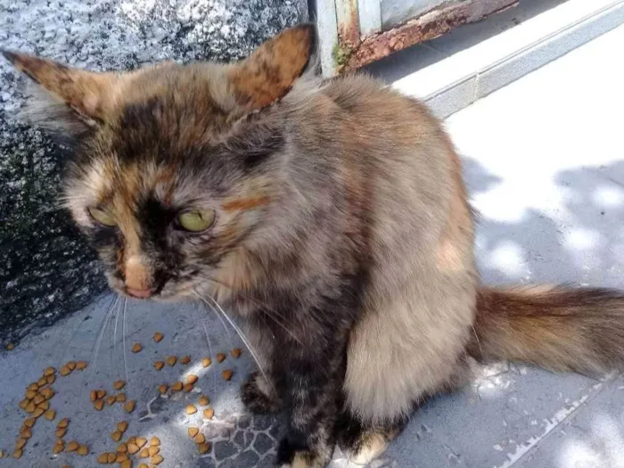 Gato ra a  idade 2 anos nome Escaminha peluda