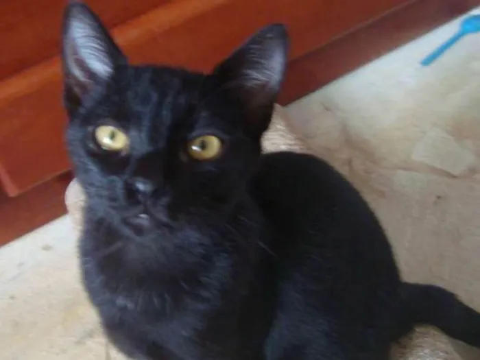 Gato ra a  idade 7 a 11 meses nome Livorno