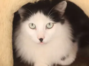Gato raça  idade 2 anos nome Junior
