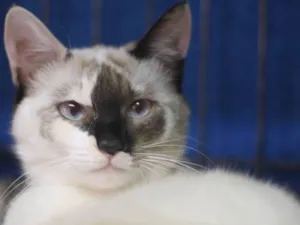 Gato raça  idade 2 anos nome Glória
