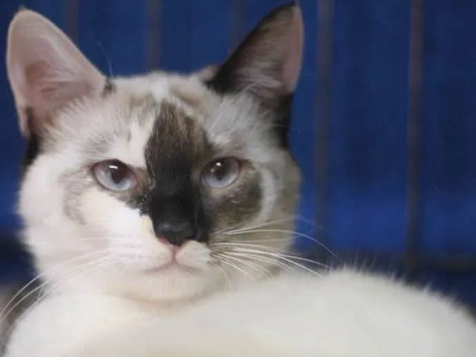 Gato ra a  idade 2 anos nome Glória