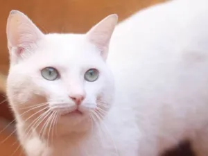 Gato raça  idade 2 anos nome Chay