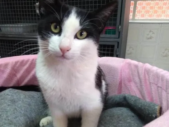 Gato ra a SRD idade 1 ano nome Zuri