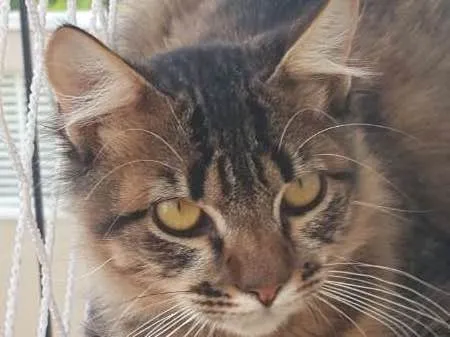 Gato raça SRD idade 2 anos nome Lucca