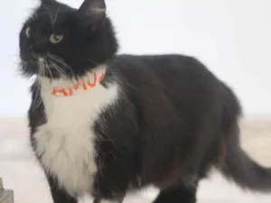 Gato raça  idade 2 anos nome Luma
