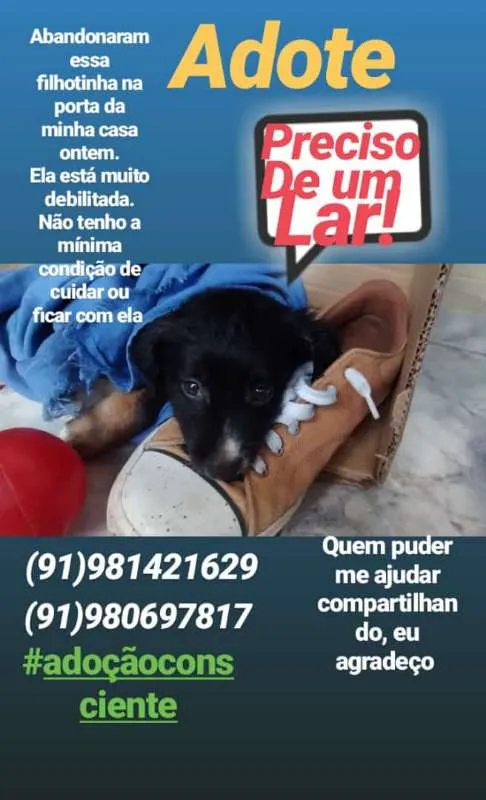 Cachorro ra a indefinida idade Abaixo de 2 meses nome FLOR