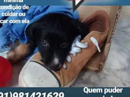 Cachorro ra a indefinida idade Abaixo de 2 meses nome FLOR