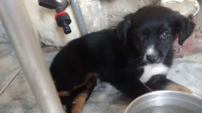 Cachorro ra a indefinida idade Abaixo de 2 meses nome FLOR