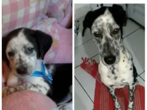 Cachorro raça Dálmatas idade 2 anos nome Timão