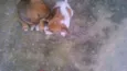 Pimenta 