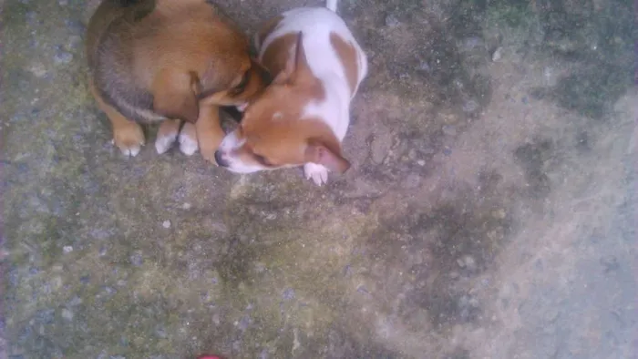 Cachorro ra a Vira lata idade Abaixo de 2 meses nome Pimenta 