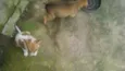 Pimenta 