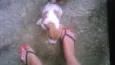 Pimenta 