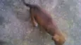 Pimenta 