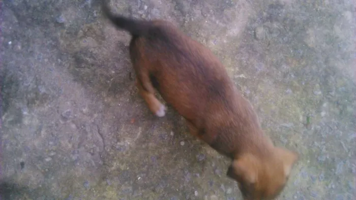 Cachorro ra a Vira lata idade Abaixo de 2 meses nome Pimenta 