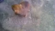 Pimenta 