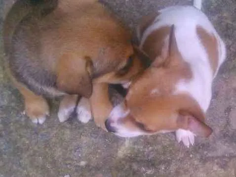 Cachorro ra a Vira lata idade Abaixo de 2 meses nome Pimenta 