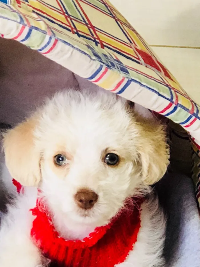 Cachorro raça Poodle SRD idade 2 a 6 meses nome Helô (Heloísa)
