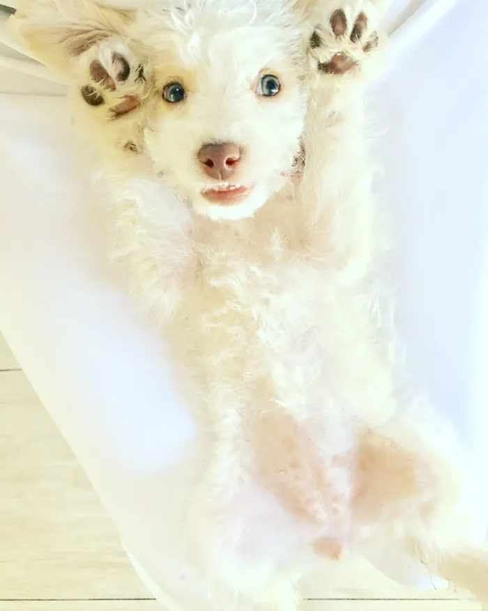Cachorro raça Poodle SRD idade 2 a 6 meses nome Helô (Heloísa)