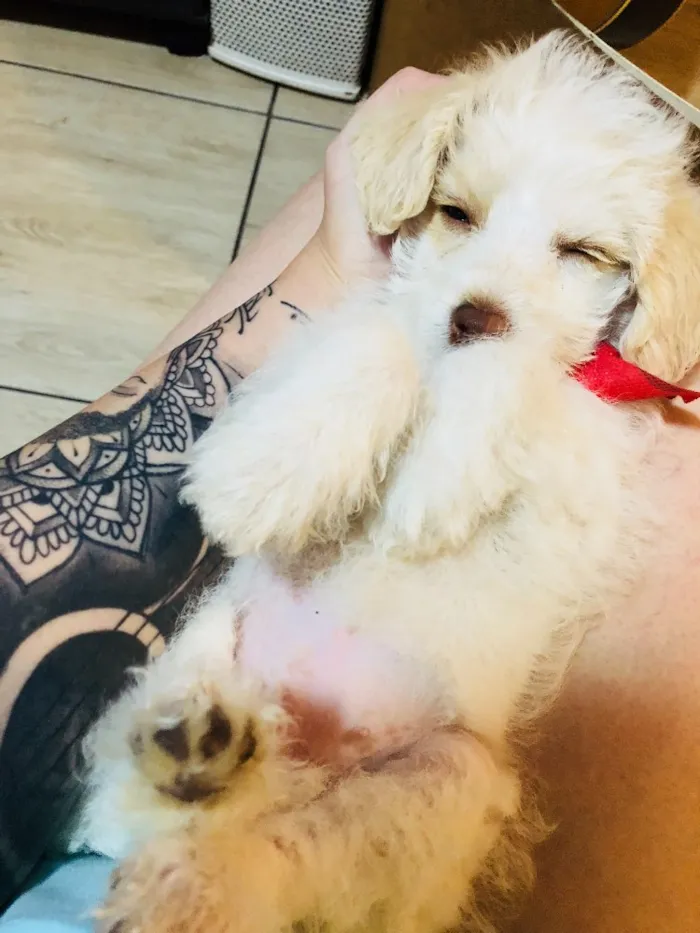 Cachorro raça Poodle SRD idade 2 a 6 meses nome Helô (Heloísa)