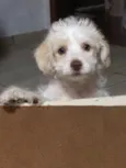 Helô (Heloísa)