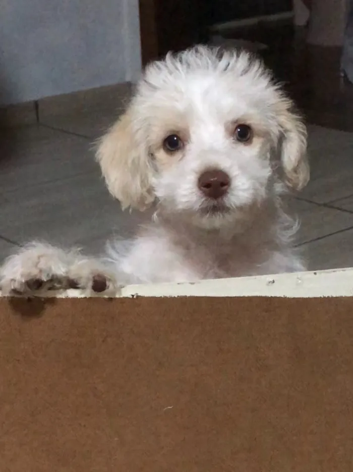 Cachorro raça Poodle SRD idade 2 a 6 meses nome Helô (Heloísa)