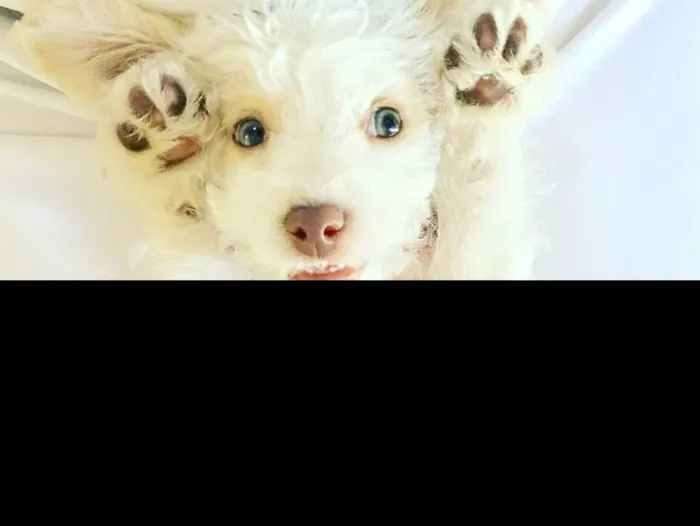 Cachorro raça Poodle SRD idade 2 a 6 meses nome Helô (Heloísa)