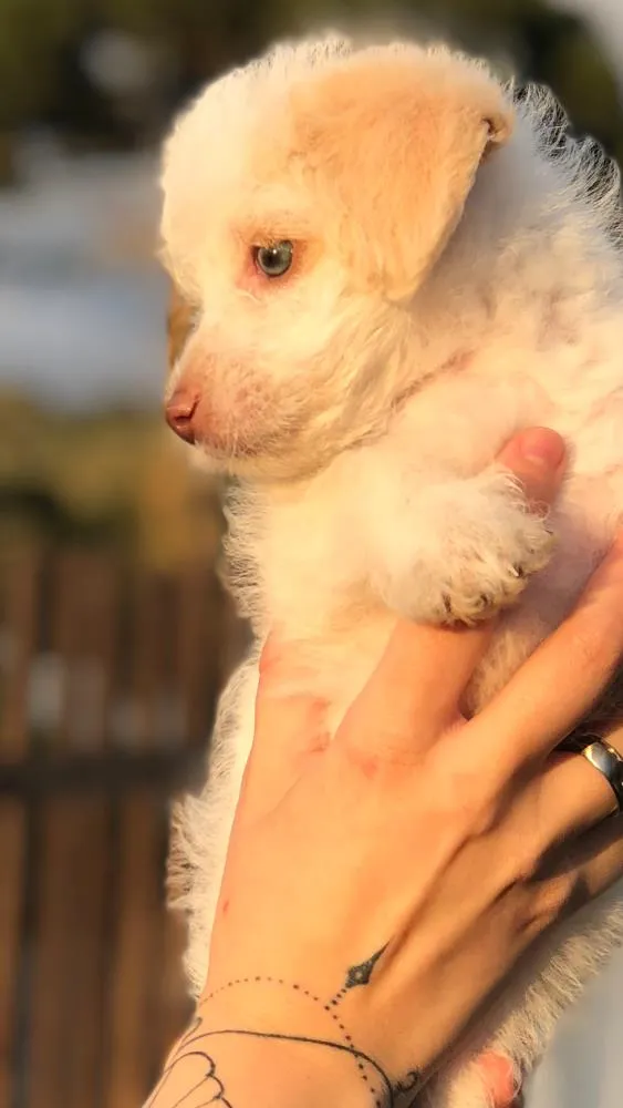 Cachorro raça Poodle SRD idade 2 a 6 meses nome Helô (Heloísa)