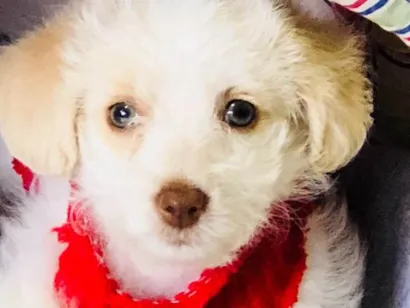 Cachorro raça Poodle SRD idade 2 a 6 meses nome Helô (Heloísa)