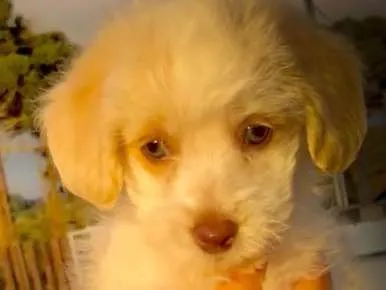 Cachorro raça Poodle SRD idade 2 a 6 meses nome Helô (Heloísa)