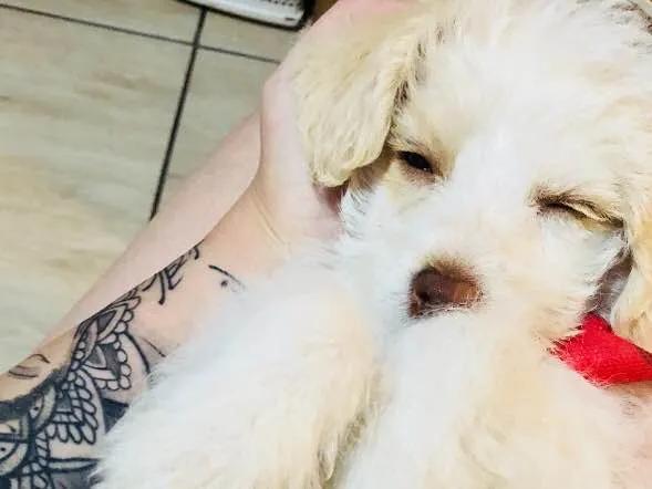 Cachorro raça Poodle SRD idade 2 a 6 meses nome Helô (Heloísa)