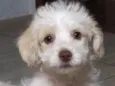 Helô (Heloísa)