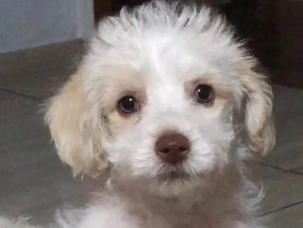 Cachorro raça Poodle SRD idade 2 a 6 meses nome Helô (Heloísa)