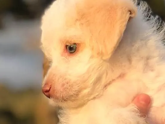 Cachorro raça Poodle SRD idade 2 a 6 meses nome Helô (Heloísa)