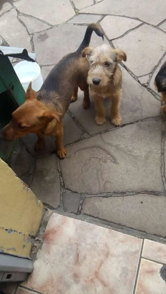 Cachorro ra a Indefinido idade 2 a 6 meses nome Sem nome