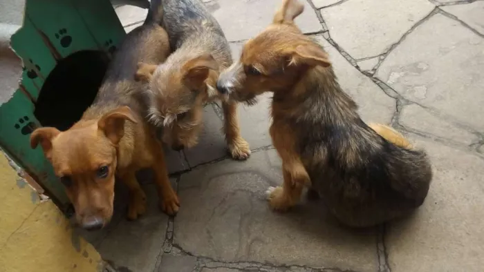 Cachorro ra a Indefinido idade 2 a 6 meses nome Sem nome