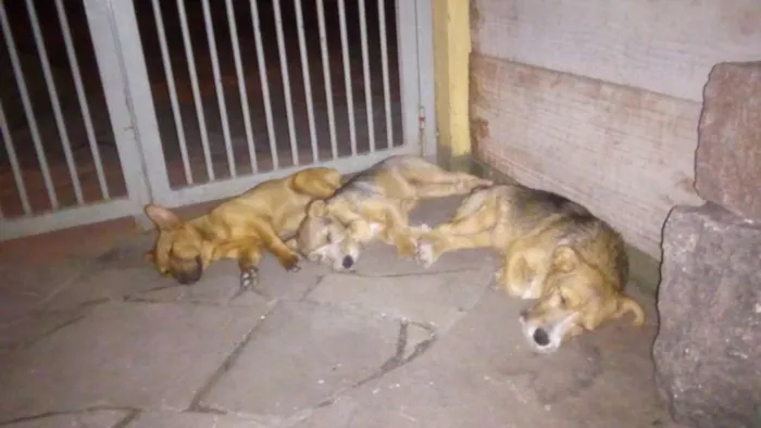 Cachorro ra a Indefinido idade 2 a 6 meses nome Sem nome