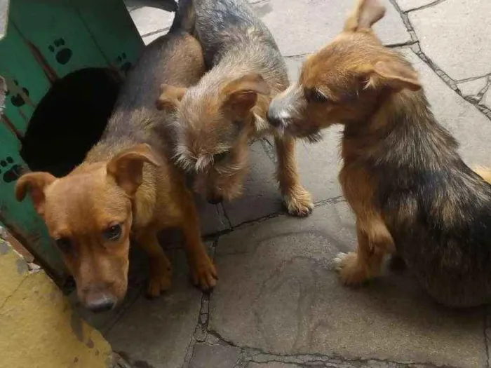 Cachorro ra a Indefinido idade 2 a 6 meses nome Sem nome