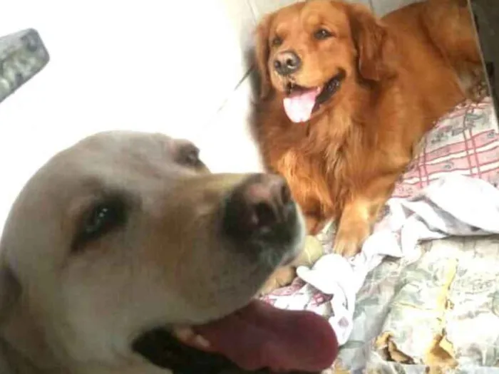 Cachorro ra a Golden retrivier e Labradora idade 3 anos nome Caco e Lilica 