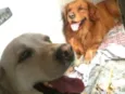Caco e Lilica