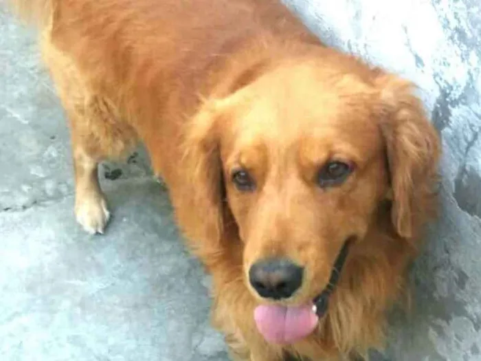 Cachorro ra a Golden retrivier e Labradora idade 3 anos nome Caco e Lilica 